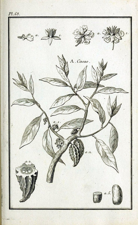 Description, vertus et usages de sept cents dix-neuf plantes :.Paris :P.F. Didot le jeun | France "Materia medica" "Medicinal plants" "Pictorial works" | Vintage Print Reproduction 468448