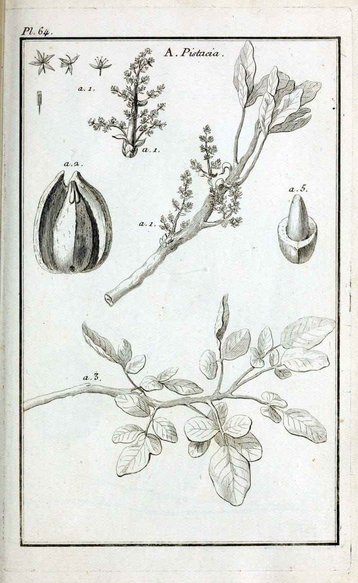 Description, vertus et usages de sept cents dix-neuf plantes :.Paris :P.F. Didot le jeun | France "Materia medica" "Medicinal plants" "Pictorial works" | Vintage Print Reproduction 468450