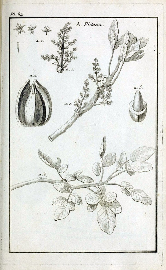 Description, vertus et usages de sept cents dix-neuf plantes :.Paris :P.F. Didot le jeun | France "Materia medica" "Medicinal plants" "Pictorial works" | Vintage Print Reproduction 468450