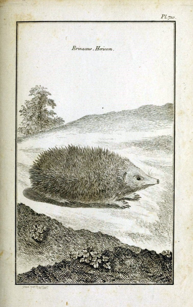Description, vertus et usages de sept cents dix-neuf plantes :.Paris :P.F. Didot le jeun | France "Materia medica" "Medicinal plants" "Pictorial works" | Vintage Print Reproduction 468451