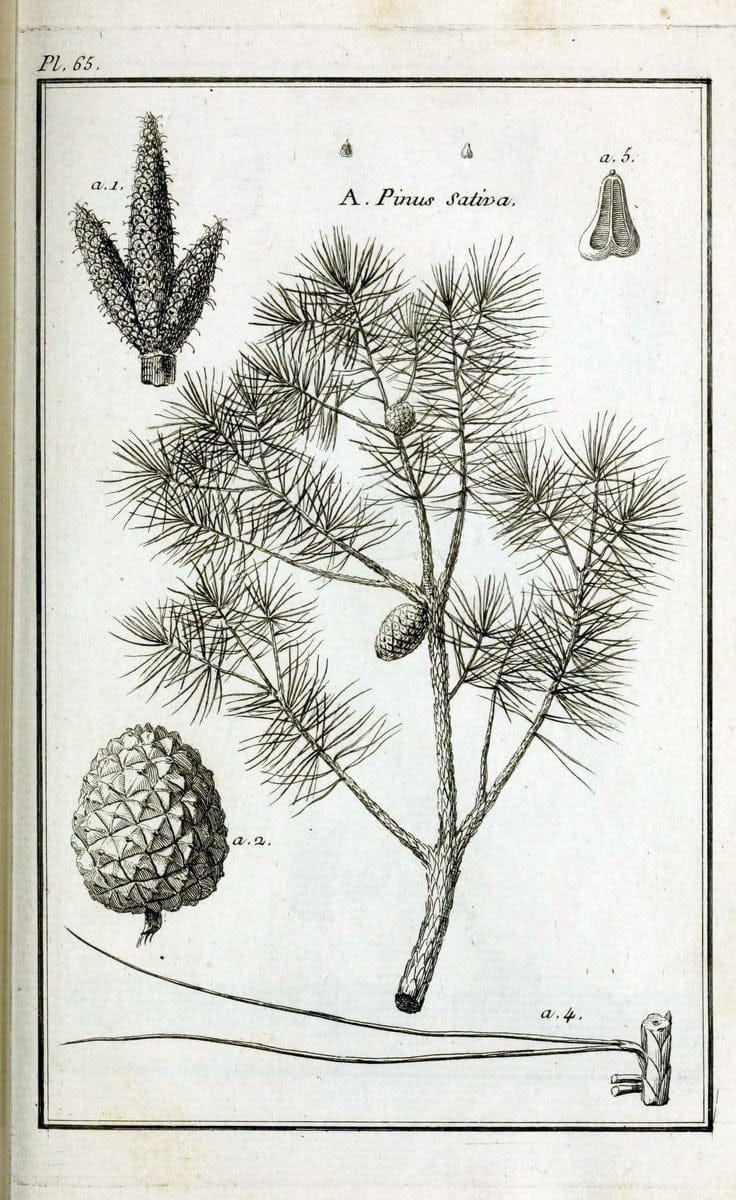 Description, vertus et usages de sept cents dix-neuf plantes :.Paris :P.F. Didot le jeun | France "Materia medica" "Medicinal plants" "Pictorial works" | Vintage Print Reproduction 468452