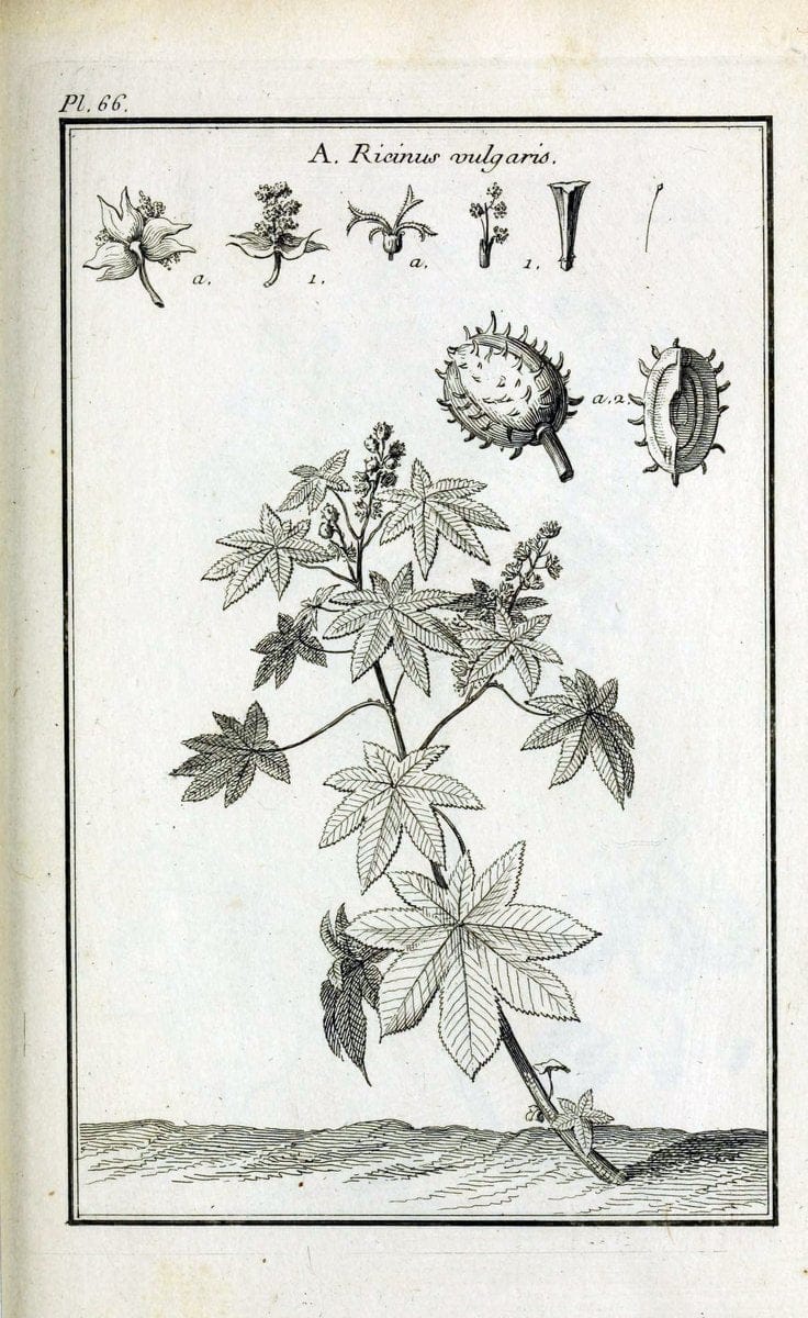 Description, vertus et usages de sept cents dix-neuf plantes :.Paris :P.F. Didot le jeun | France "Materia medica" "Medicinal plants" "Pictorial works" | Vintage Print Reproduction 468454