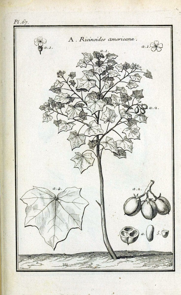 Description, vertus et usages de sept cents dix-neuf plantes :.Paris :P.F. Didot le jeun | France "Materia medica" "Medicinal plants" "Pictorial works" | Vintage Print Reproduction 468456