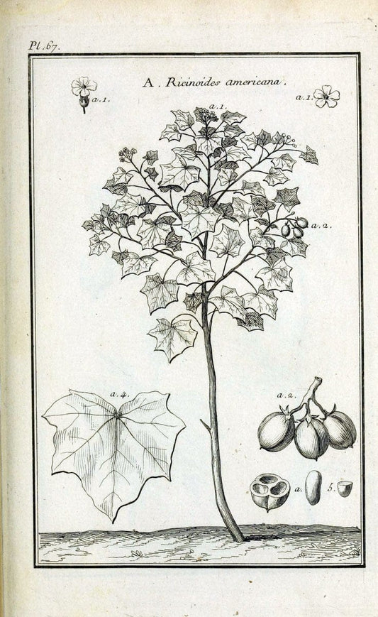 Description, vertus et usages de sept cents dix-neuf plantes :.Paris :P.F. Didot le jeun | France "Materia medica" "Medicinal plants" "Pictorial works" | Vintage Print Reproduction 468456