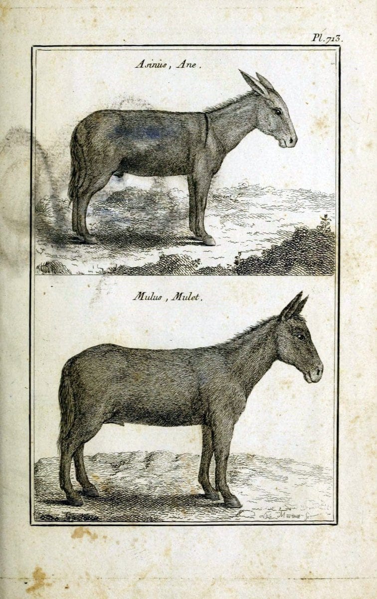 Description, vertus et usages de sept cents dix-neuf plantes :.Paris :P.F. Didot le jeun | France "Materia medica" "Medicinal plants" "Pictorial works" | Vintage Print Reproduction 468457