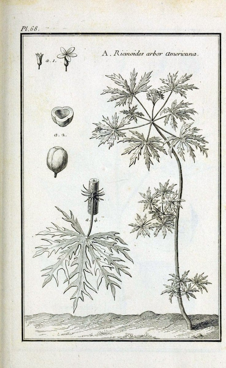 Description, vertus et usages de sept cents dix-neuf plantes :.Paris :P.F. Didot le jeun | France "Materia medica" "Medicinal plants" "Pictorial works" | Vintage Print Reproduction 468458