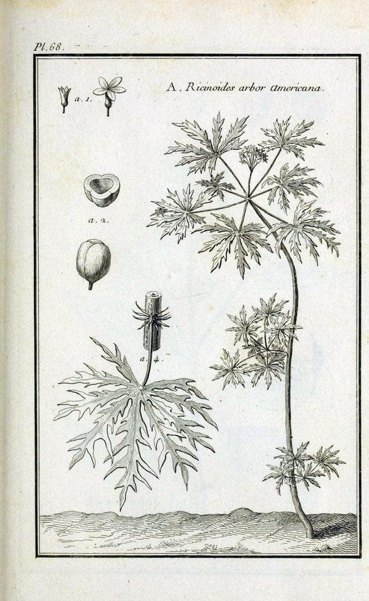Description, vertus et usages de sept cents dix-neuf plantes :.Paris :P.F. Didot le jeun | France "Materia medica" "Medicinal plants" "Pictorial works" | Vintage Print Reproduction 468458