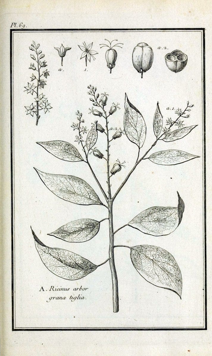 Description, vertus et usages de sept cents dix-neuf plantes :.Paris :P.F. Didot le jeun | France "Materia medica" "Medicinal plants" "Pictorial works" | Vintage Print Reproduction 468460