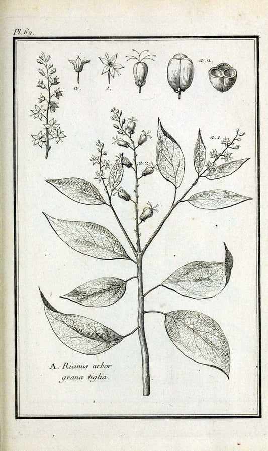 Description, vertus et usages de sept cents dix-neuf plantes :.Paris :P.F. Didot le jeun | France "Materia medica" "Medicinal plants" "Pictorial works" | Vintage Print Reproduction 468460