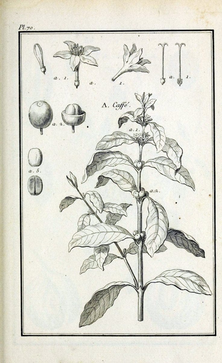 Description, vertus et usages de sept cents dix-neuf plantes :.Paris :P.F. Didot le jeun | France "Materia medica" "Medicinal plants" "Pictorial works" | Vintage Print Reproduction 468462