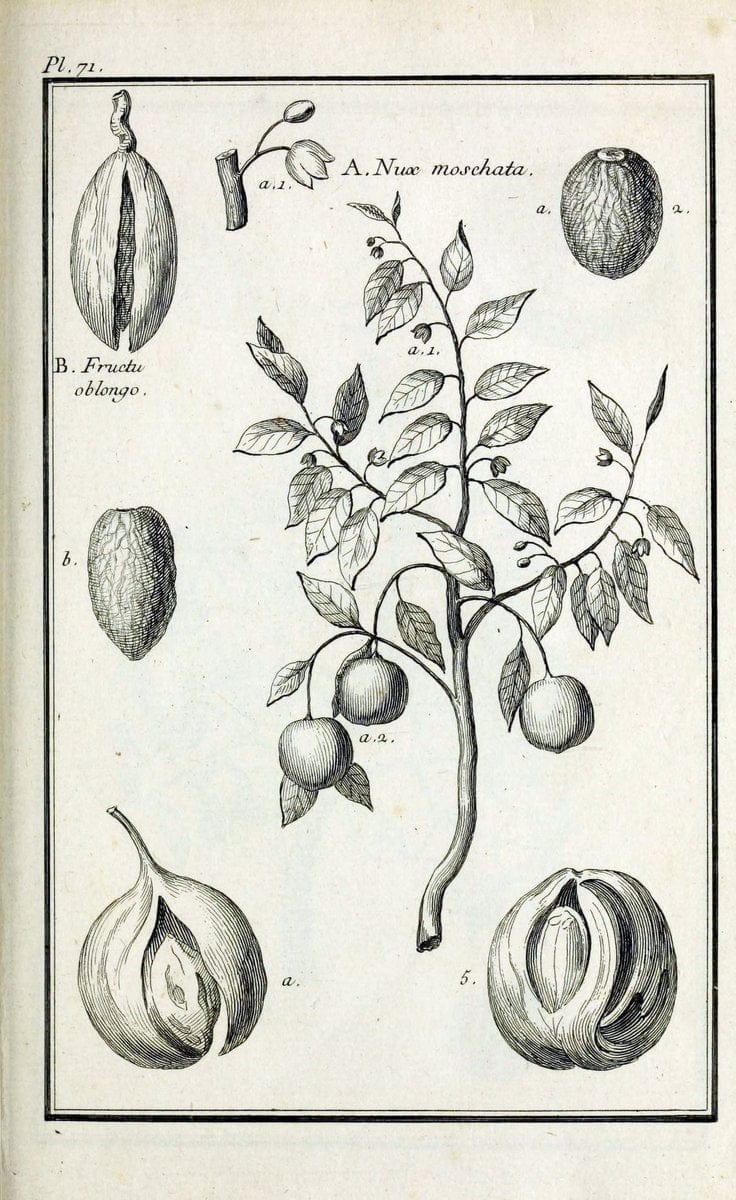 Description, vertus et usages de sept cents dix-neuf plantes :.Paris :P.F. Didot le jeun | France "Materia medica" "Medicinal plants" "Pictorial works" | Vintage Print Reproduction 468464