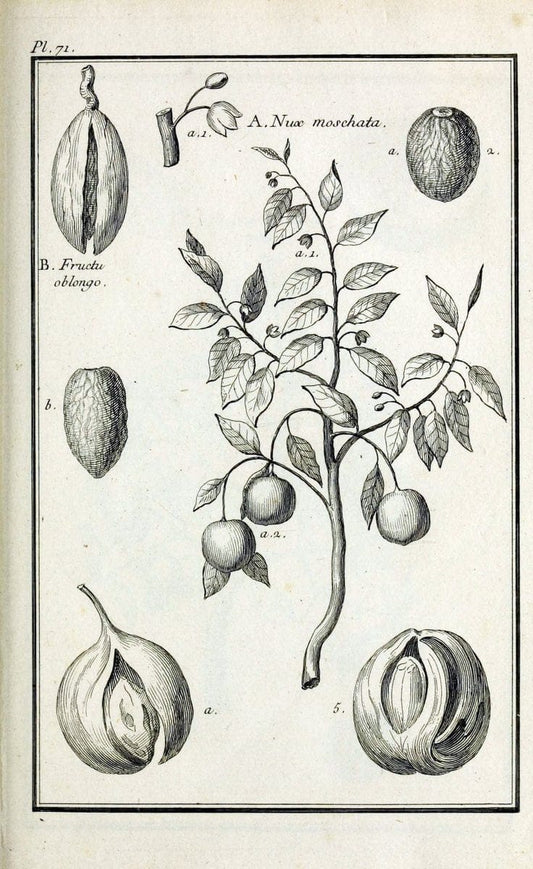 Description, vertus et usages de sept cents dix-neuf plantes :.Paris :P.F. Didot le jeun | France "Materia medica" "Medicinal plants" "Pictorial works" | Vintage Print Reproduction 468464