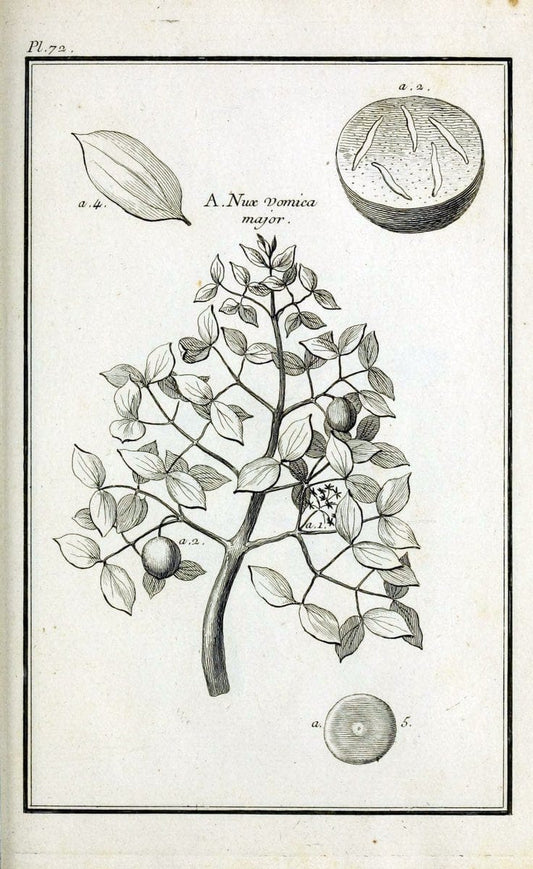 Description, vertus et usages de sept cents dix-neuf plantes :.Paris :P.F. Didot le jeun | France "Materia medica" "Medicinal plants" "Pictorial works" | Vintage Print Reproduction 468466