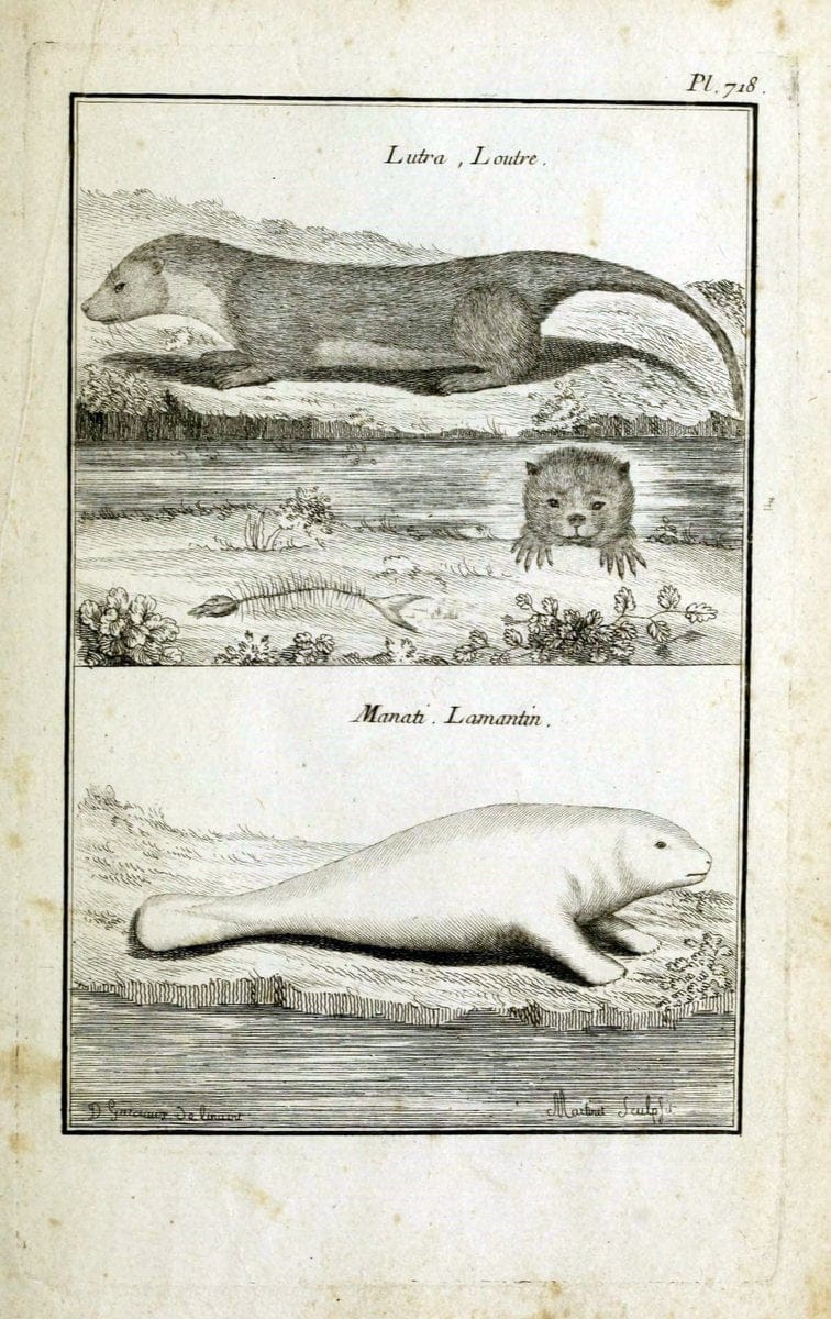 Description, vertus et usages de sept cents dix-neuf plantes :.Paris :P.F. Didot le jeun | France "Materia medica" "Medicinal plants" "Pictorial works" | Vintage Print Reproduction 468467