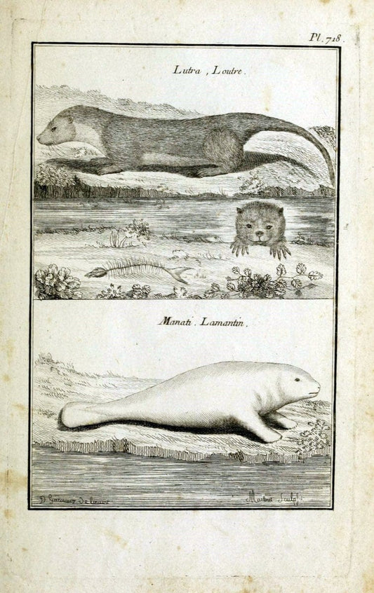 Description, vertus et usages de sept cents dix-neuf plantes :.Paris :P.F. Didot le jeun | France "Materia medica" "Medicinal plants" "Pictorial works" | Vintage Print Reproduction 468467