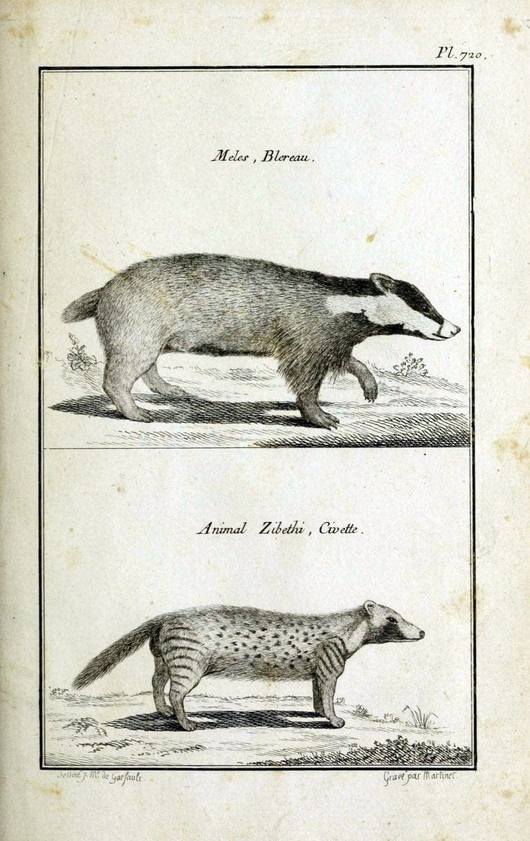 Description, vertus et usages de sept cents dix-neuf plantes :.Paris :P.F. Didot le jeun | France "Materia medica" "Medicinal plants" "Pictorial works" | Vintage Print Reproduction 468471