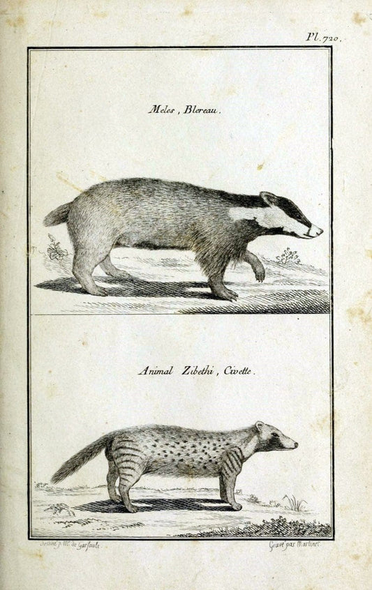 Description, vertus et usages de sept cents dix-neuf plantes :.Paris :P.F. Didot le jeun | France "Materia medica" "Medicinal plants" "Pictorial works" | Vintage Print Reproduction 468471