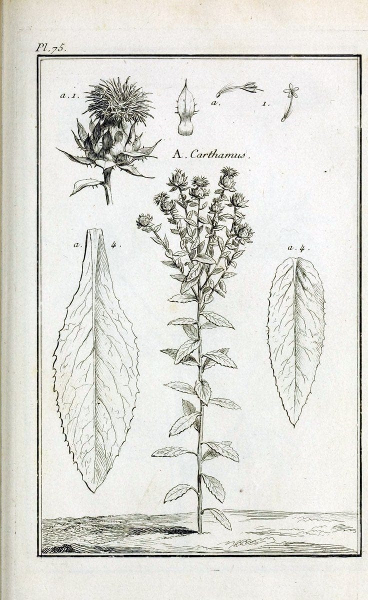Description, vertus et usages de sept cents dix-neuf plantes :.Paris :P.F. Didot le jeun | France "Materia medica" "Medicinal plants" "Pictorial works" | Vintage Print Reproduction 468472