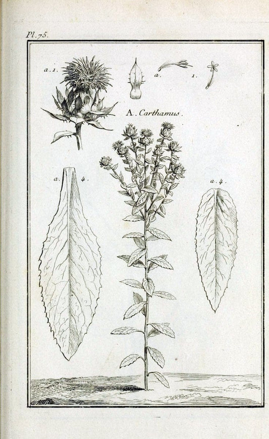 Description, vertus et usages de sept cents dix-neuf plantes :.Paris :P.F. Didot le jeun | France "Materia medica" "Medicinal plants" "Pictorial works" | Vintage Print Reproduction 468472