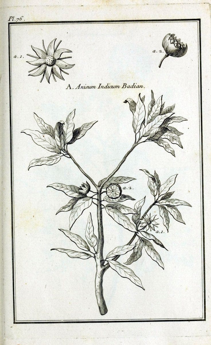 Description, vertus et usages de sept cents dix-neuf plantes :.Paris :P.F. Didot le jeun | France "Materia medica" "Medicinal plants" "Pictorial works" | Vintage Print Reproduction 468474