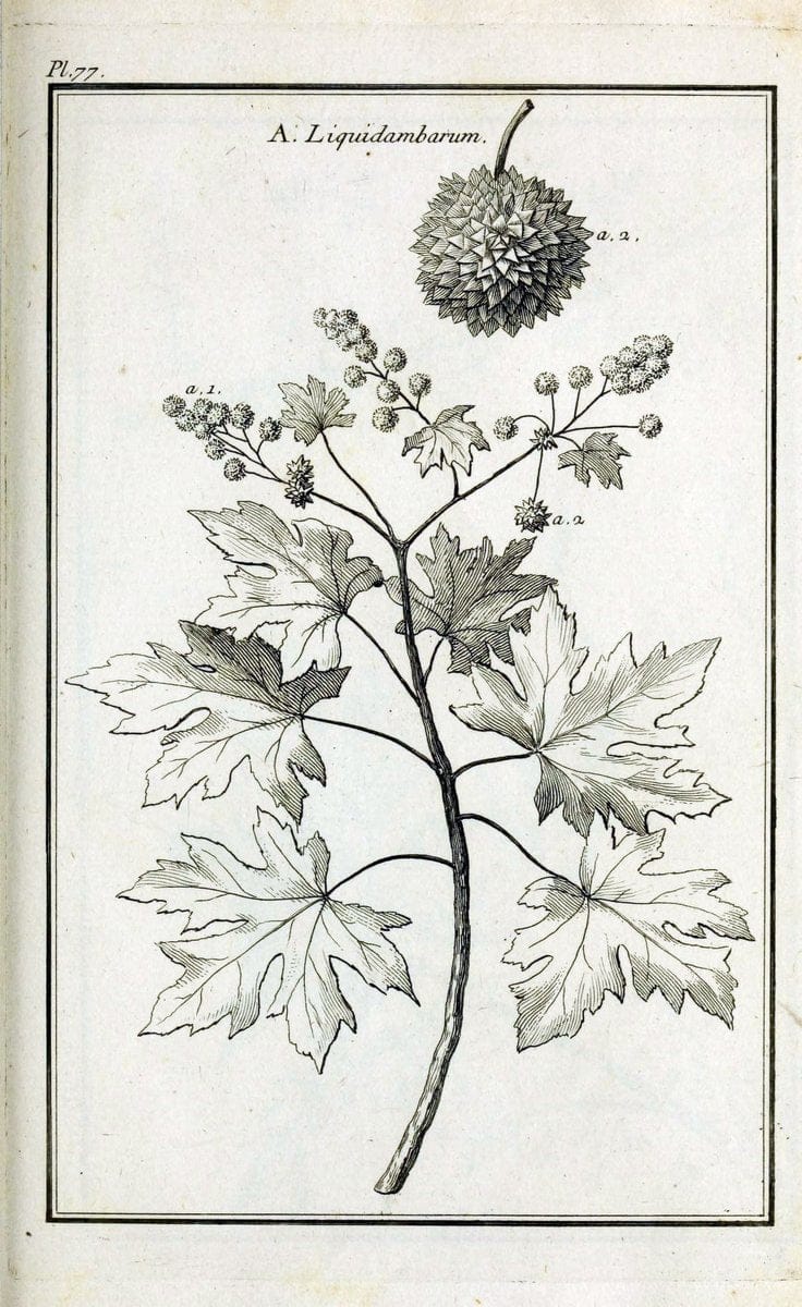 Description, vertus et usages de sept cents dix-neuf plantes :.Paris :P.F. Didot le jeun | France "Materia medica" "Medicinal plants" "Pictorial works" | Vintage Print Reproduction 468476