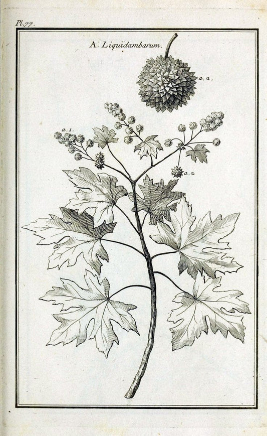 Description, vertus et usages de sept cents dix-neuf plantes :.Paris :P.F. Didot le jeun | France "Materia medica" "Medicinal plants" "Pictorial works" | Vintage Print Reproduction 468476