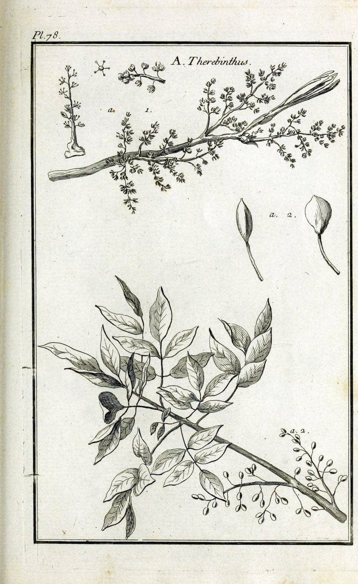 Description, vertus et usages de sept cents dix-neuf plantes :.Paris :P.F. Didot le jeun | France "Materia medica" "Medicinal plants" "Pictorial works" | Vintage Print Reproduction 468478