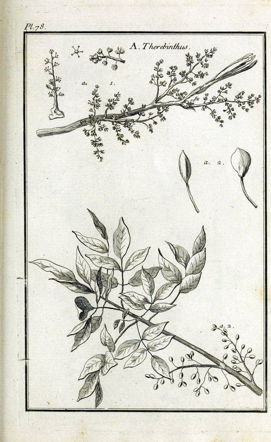 Description, vertus et usages de sept cents dix-neuf plantes :.Paris :P.F. Didot le jeun | France "Materia medica" "Medicinal plants" "Pictorial works" | Vintage Print Reproduction 468478