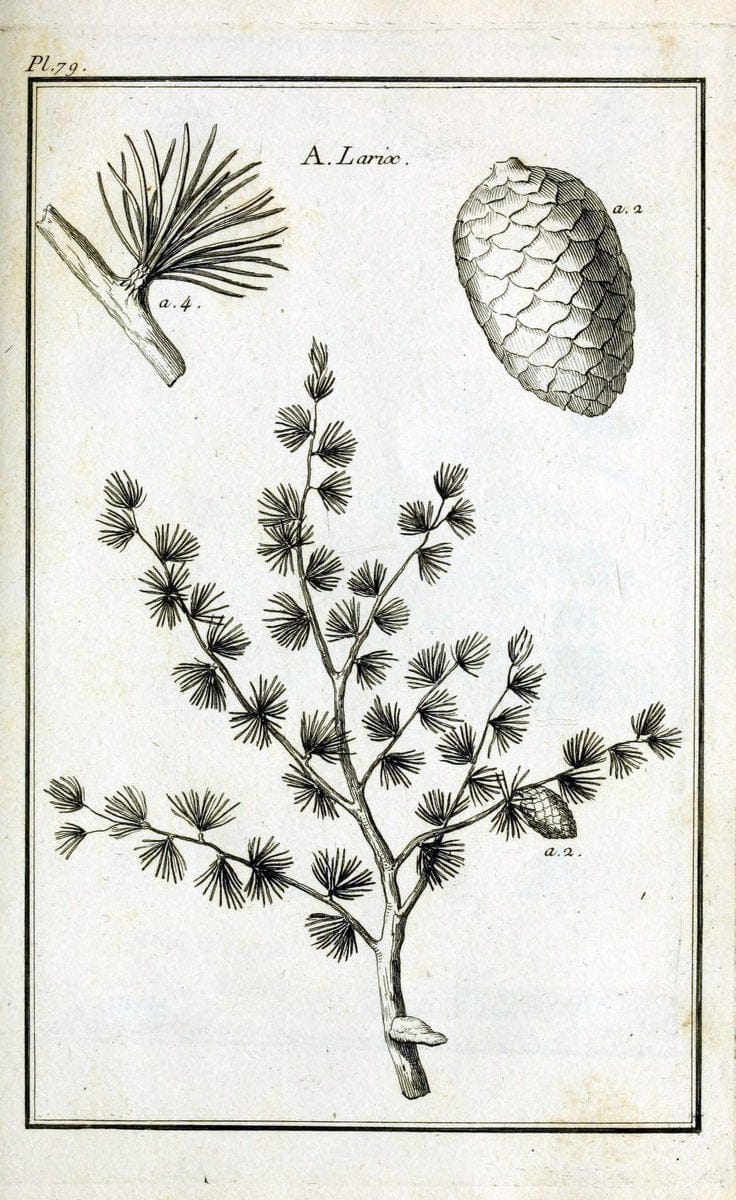 Description, vertus et usages de sept cents dix-neuf plantes :.Paris :P.F. Didot le jeun | France "Materia medica" "Medicinal plants" "Pictorial works" | Vintage Print Reproduction 468480