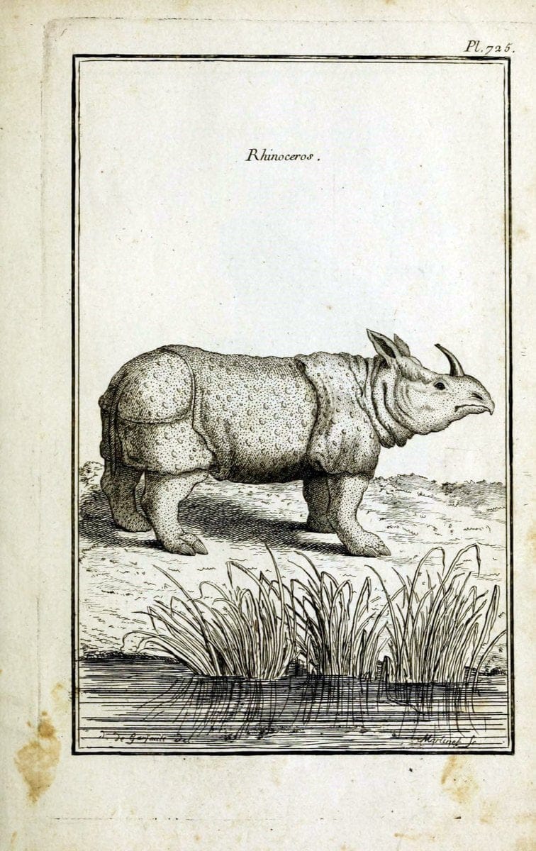 Description, vertus et usages de sept cents dix-neuf plantes :.Paris :P.F. Didot le jeun | France "Materia medica" "Medicinal plants" "Pictorial works" | Vintage Print Reproduction 468481