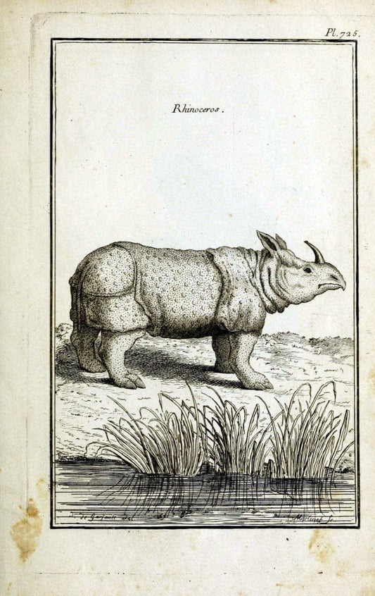 Description, vertus et usages de sept cents dix-neuf plantes :.Paris :P.F. Didot le jeun | France "Materia medica" "Medicinal plants" "Pictorial works" | Vintage Print Reproduction 468481