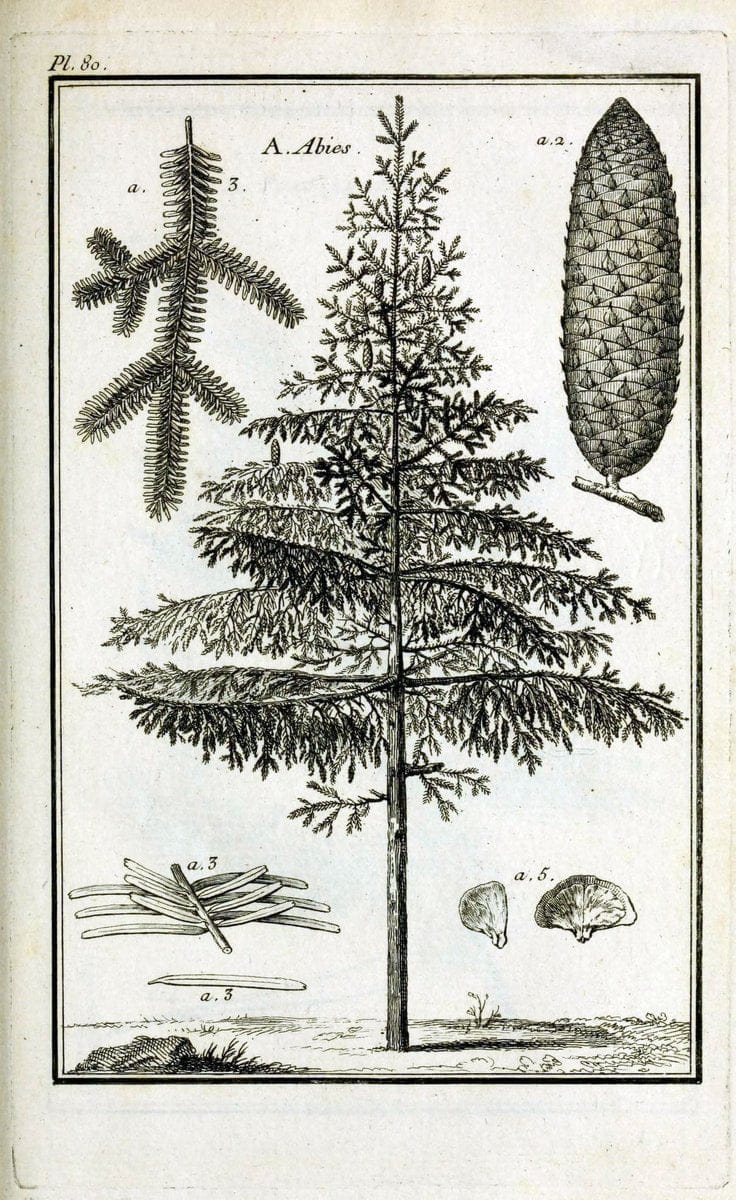 Description, vertus et usages de sept cents dix-neuf plantes :.Paris :P.F. Didot le jeun | France "Materia medica" "Medicinal plants" "Pictorial works" | Vintage Print Reproduction 468482