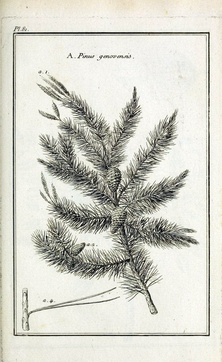 Description, vertus et usages de sept cents dix-neuf plantes :.Paris :P.F. Didot le jeun | France "Materia medica" "Medicinal plants" "Pictorial works" | Vintage Print Reproduction 468484