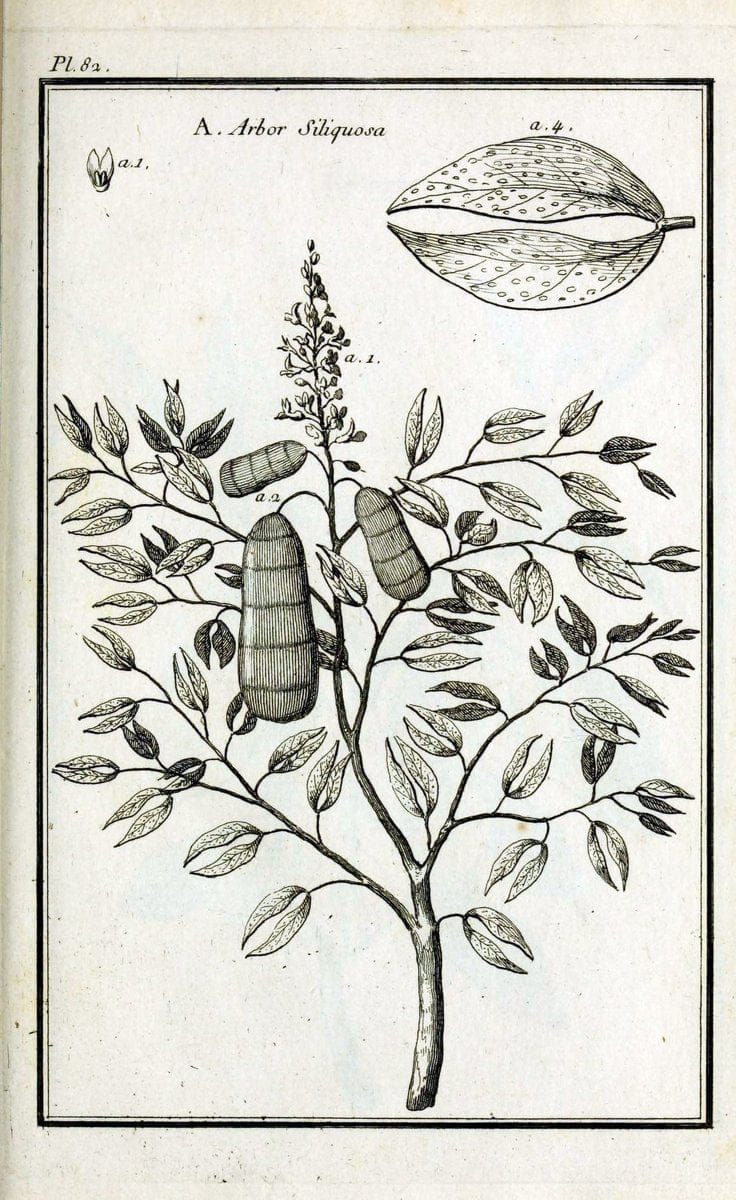 Description, vertus et usages de sept cents dix-neuf plantes :.Paris :P.F. Didot le jeun | France "Materia medica" "Medicinal plants" "Pictorial works" | Vintage Print Reproduction 468486
