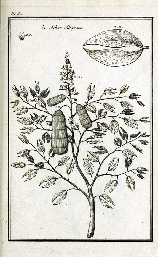Description, vertus et usages de sept cents dix-neuf plantes :.Paris :P.F. Didot le jeun | France "Materia medica" "Medicinal plants" "Pictorial works" | Vintage Print Reproduction 468486