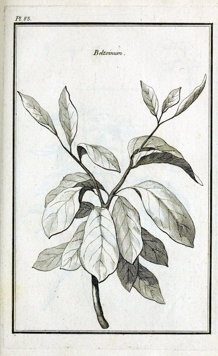 Description, vertus et usages de sept cents dix-neuf plantes :.Paris :P.F. Didot le jeun | France "Materia medica" "Medicinal plants" "Pictorial works" | Vintage Print Reproduction 468488