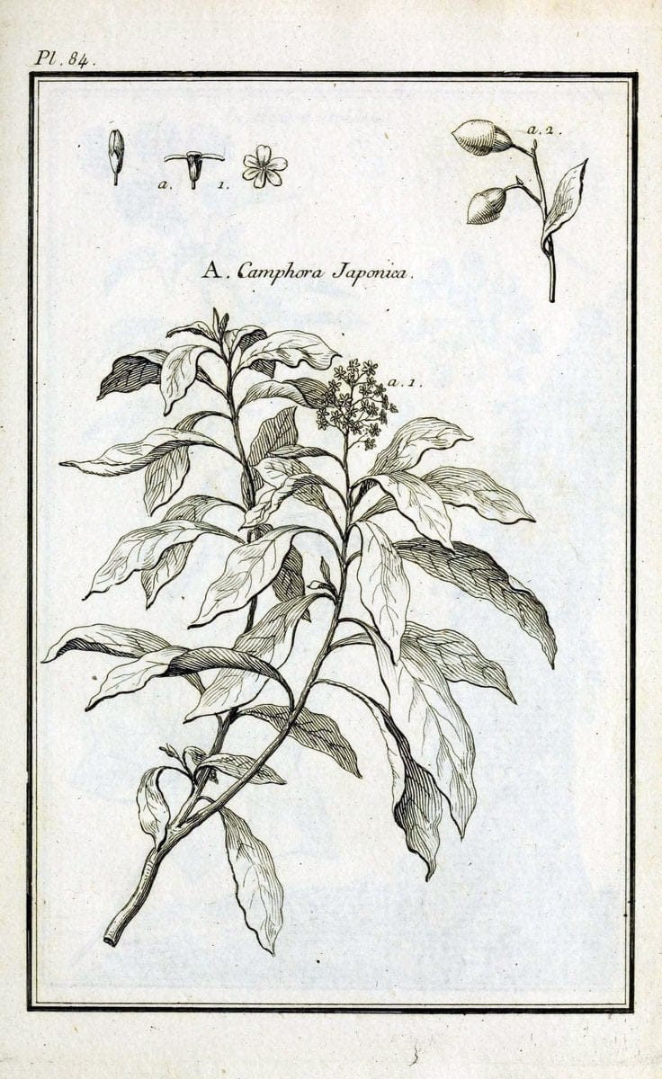 Description, vertus et usages de sept cents dix-neuf plantes :.Paris :P.F. Didot le jeun | France "Materia medica" "Medicinal plants" "Pictorial works" | Vintage Print Reproduction 468489