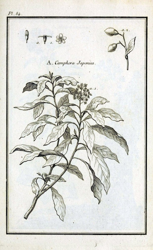 Description, vertus et usages de sept cents dix-neuf plantes :.Paris :P.F. Didot le jeun | France "Materia medica" "Medicinal plants" "Pictorial works" | Vintage Print Reproduction 468489