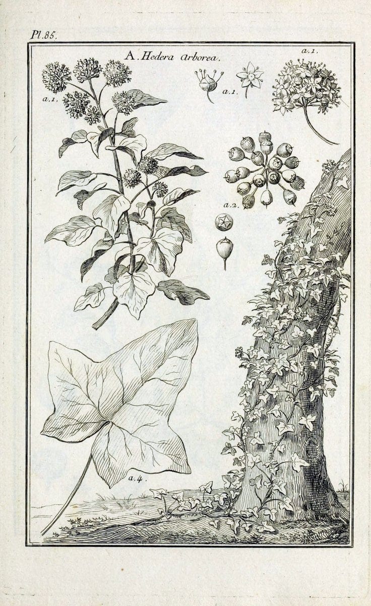 Description, vertus et usages de sept cents dix-neuf plantes :.Paris :P.F. Didot le jeun | France "Materia medica" "Medicinal plants" "Pictorial works" | Vintage Print Reproduction 468490