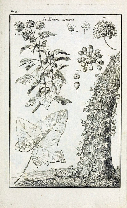 Description, vertus et usages de sept cents dix-neuf plantes :.Paris :P.F. Didot le jeun | France "Materia medica" "Medicinal plants" "Pictorial works" | Vintage Print Reproduction 468490