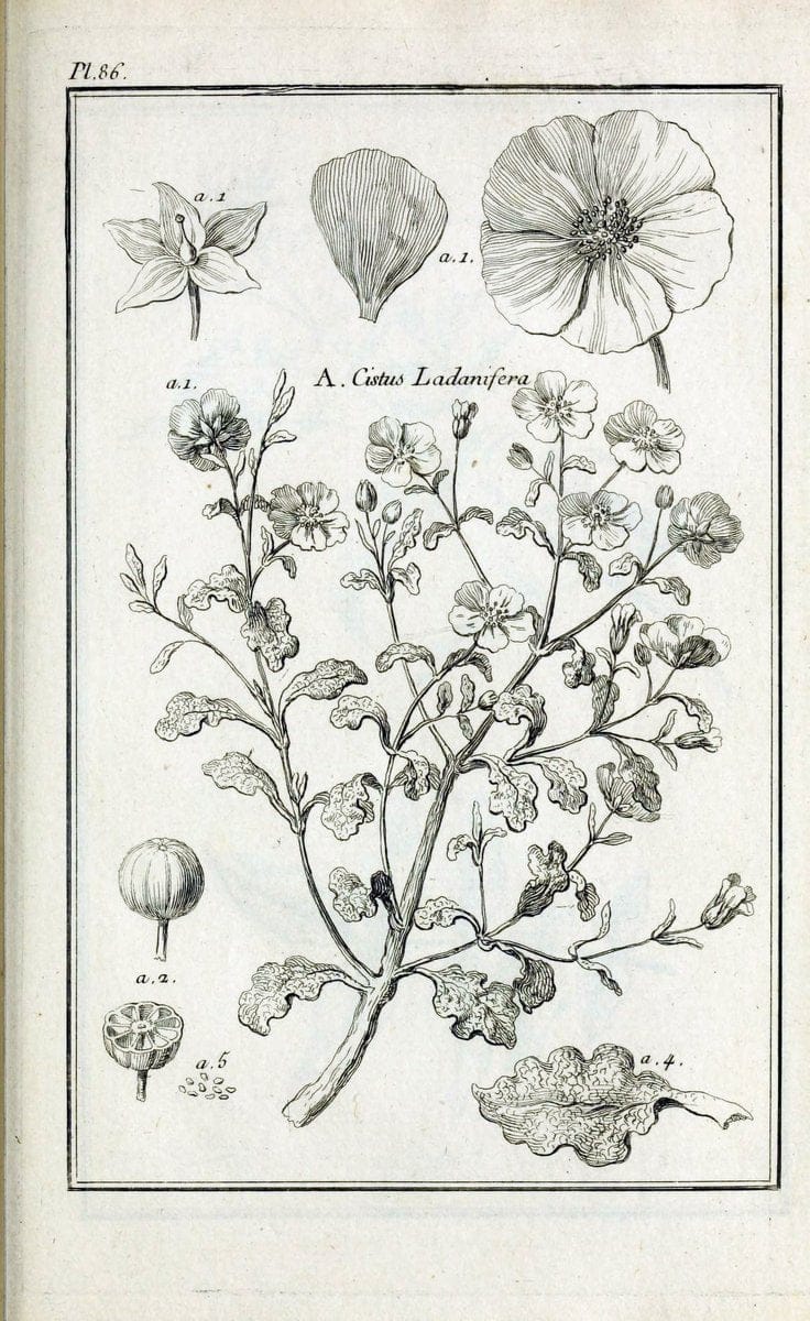 Description, vertus et usages de sept cents dix-neuf plantes :.Paris :P.F. Didot le jeun | France "Materia medica" "Medicinal plants" "Pictorial works" | Vintage Print Reproduction 468491