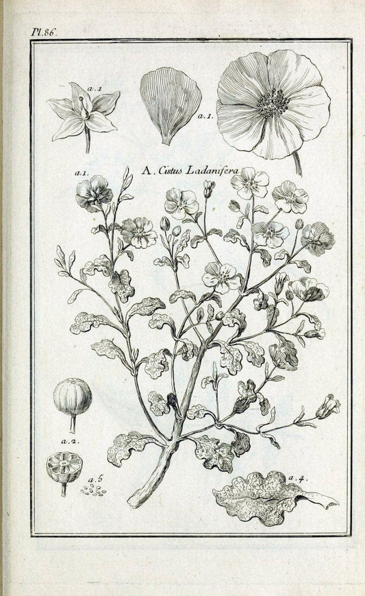 Description, vertus et usages de sept cents dix-neuf plantes :.Paris :P.F. Didot le jeun | France "Materia medica" "Medicinal plants" "Pictorial works" | Vintage Print Reproduction 468491