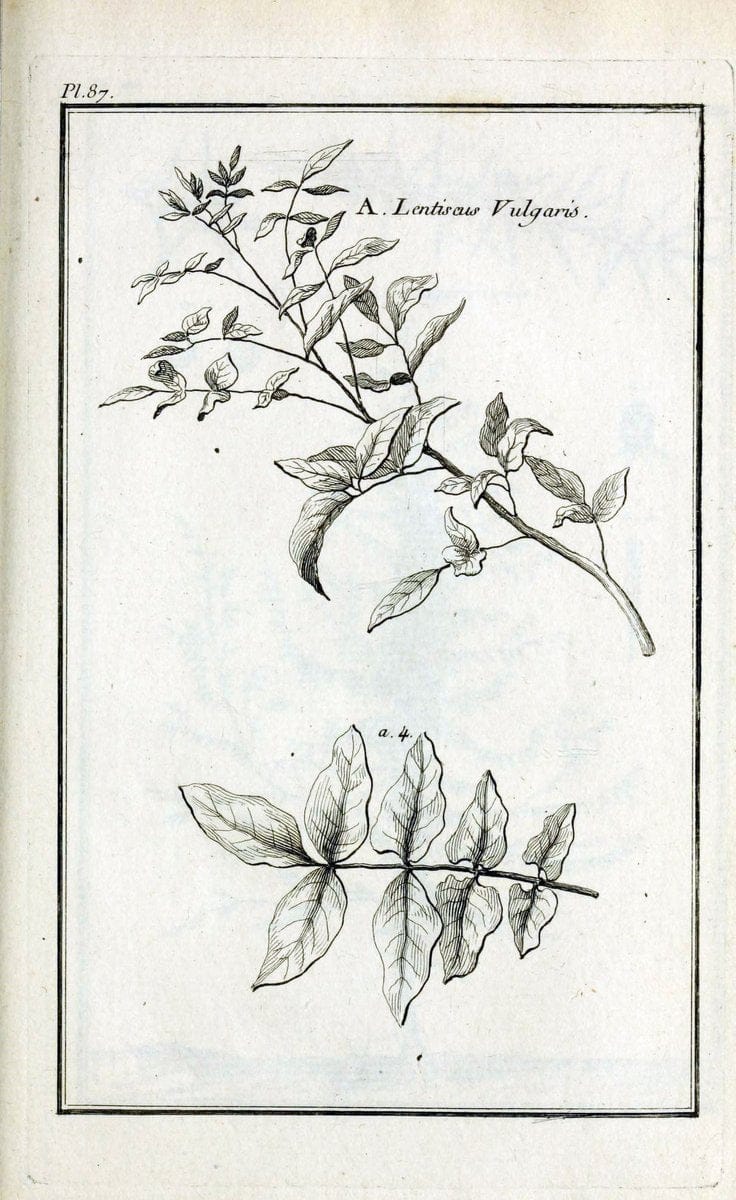 Description, vertus et usages de sept cents dix-neuf plantes :.Paris :P.F. Didot le jeun | France "Materia medica" "Medicinal plants" "Pictorial works" | Vintage Print Reproduction 468492