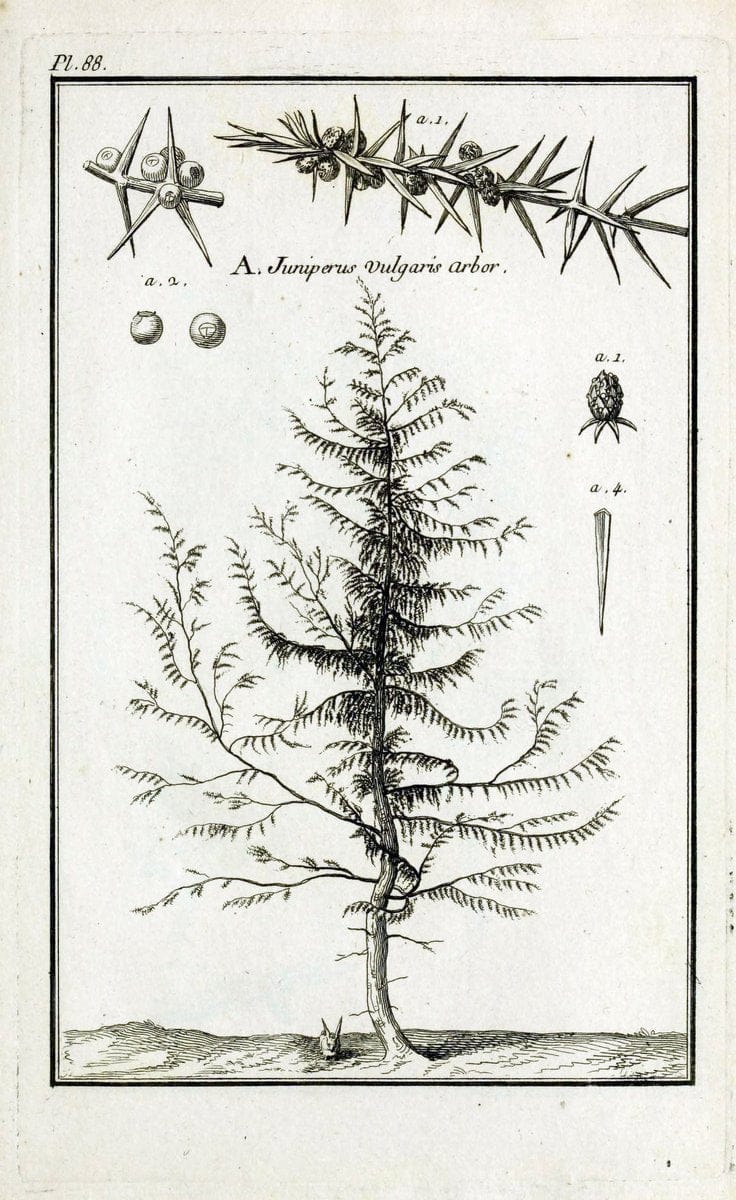 Description, vertus et usages de sept cents dix-neuf plantes :.Paris :P.F. Didot le jeun | France "Materia medica" "Medicinal plants" "Pictorial works" | Vintage Print Reproduction 468493