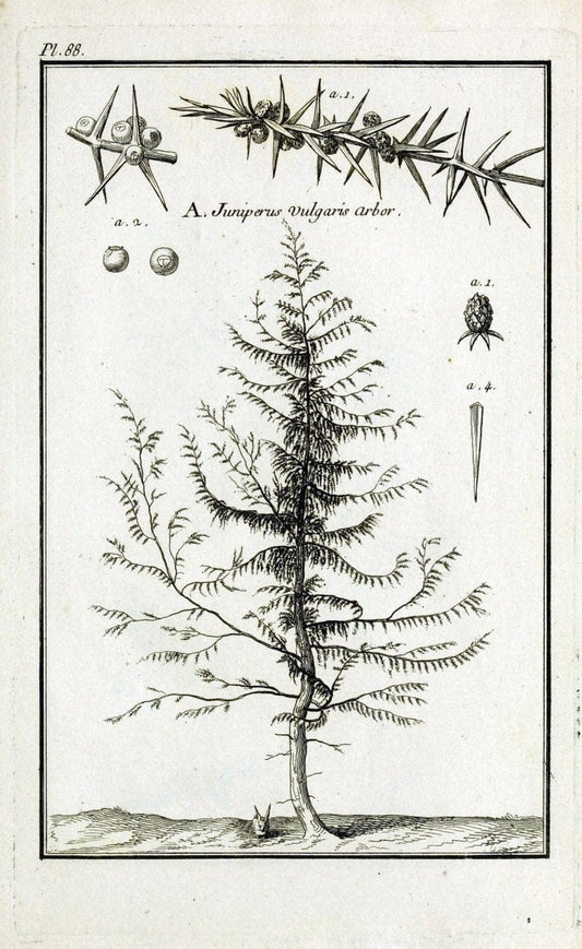 Description, vertus et usages de sept cents dix-neuf plantes :.Paris :P.F. Didot le jeun | France "Materia medica" "Medicinal plants" "Pictorial works" | Vintage Print Reproduction 468493