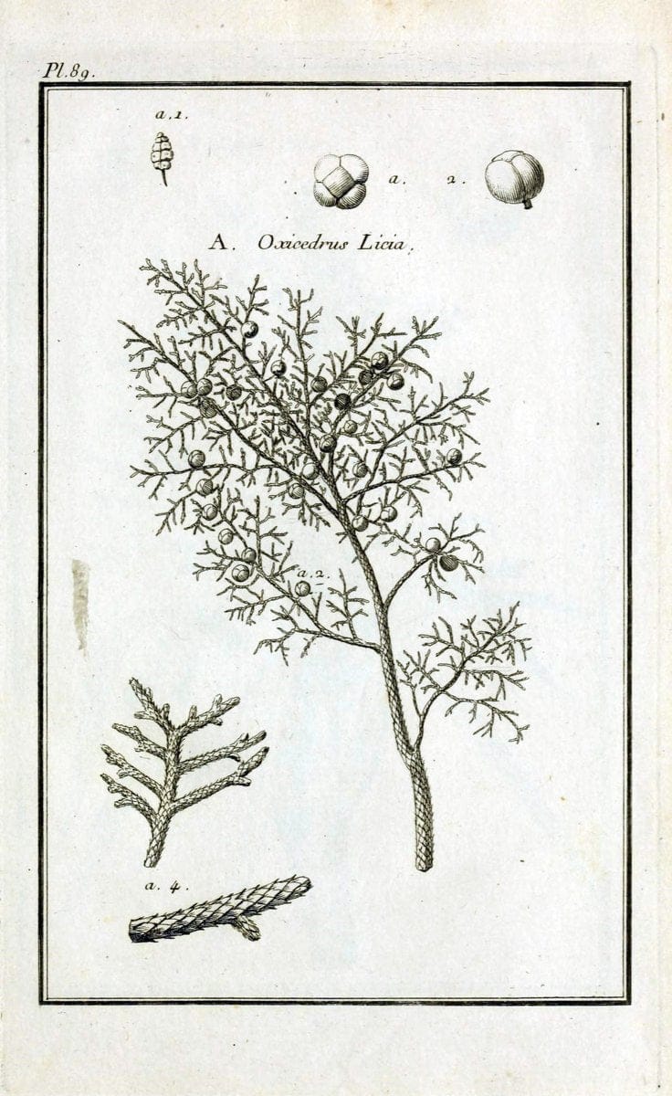 Description, vertus et usages de sept cents dix-neuf plantes :.Paris :P.F. Didot le jeun | France "Materia medica" "Medicinal plants" "Pictorial works" | Vintage Print Reproduction 468494