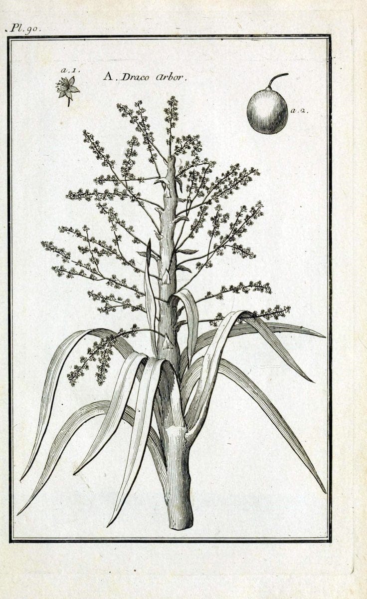 Description, vertus et usages de sept cents dix-neuf plantes :.Paris :P.F. Didot le jeun | France "Materia medica" "Medicinal plants" "Pictorial works" | Vintage Print Reproduction 468495