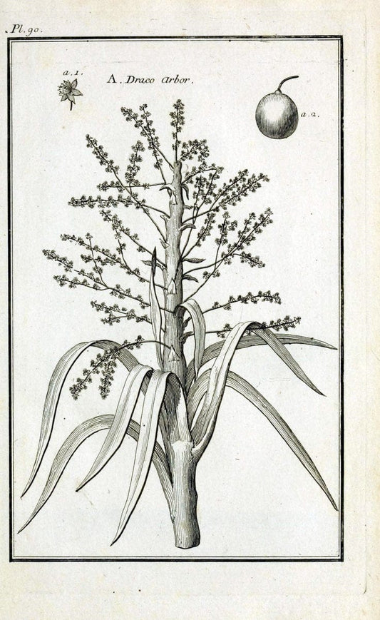 Description, vertus et usages de sept cents dix-neuf plantes :.Paris :P.F. Didot le jeun | France "Materia medica" "Medicinal plants" "Pictorial works" | Vintage Print Reproduction 468495
