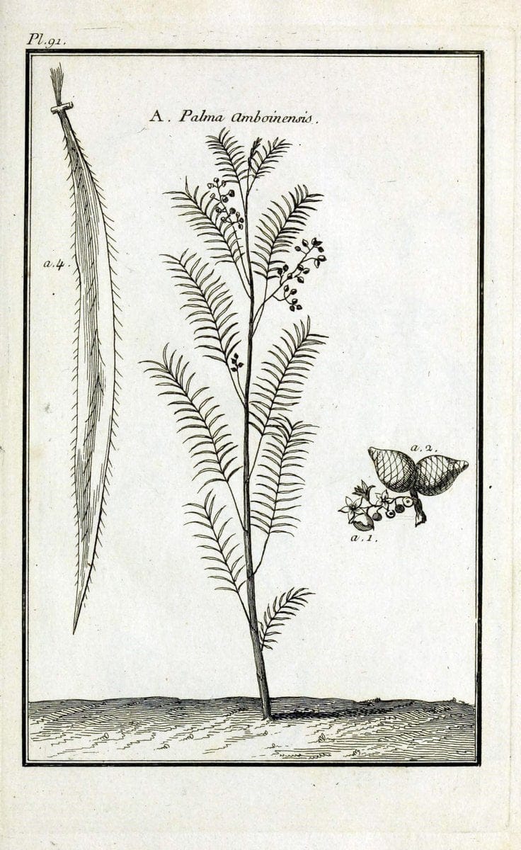 Description, vertus et usages de sept cents dix-neuf plantes :.Paris :P.F. Didot le jeun | France "Materia medica" "Medicinal plants" "Pictorial works" | Vintage Print Reproduction 468496