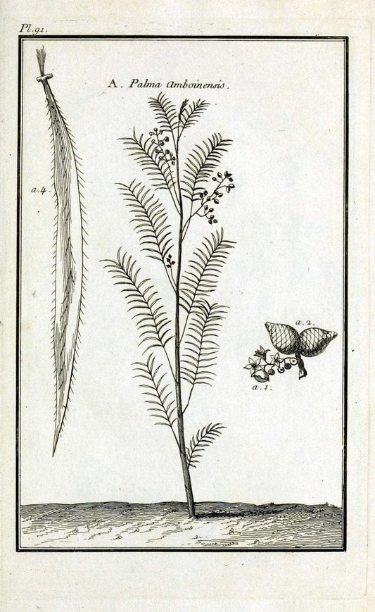 Description, vertus et usages de sept cents dix-neuf plantes :.Paris :P.F. Didot le jeun | France "Materia medica" "Medicinal plants" "Pictorial works" | Vintage Print Reproduction 468496